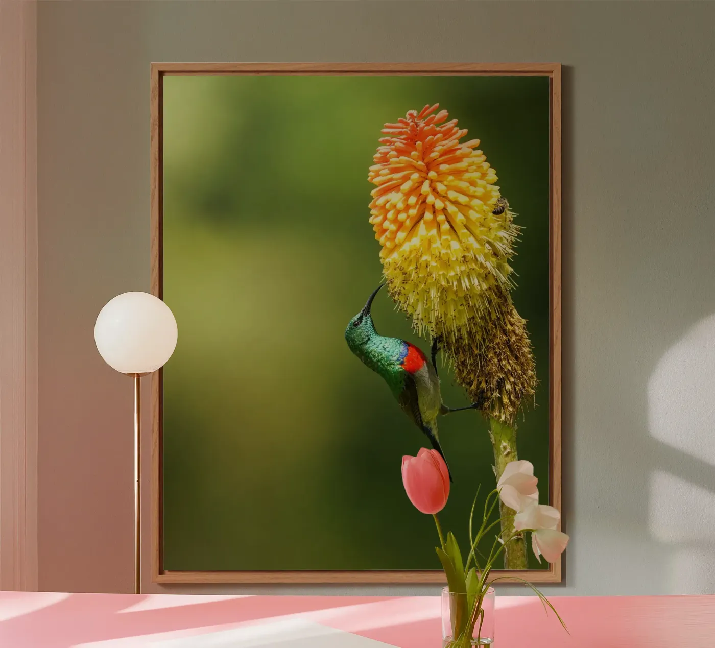 Sunbird forex plate by Tom's Wildlife