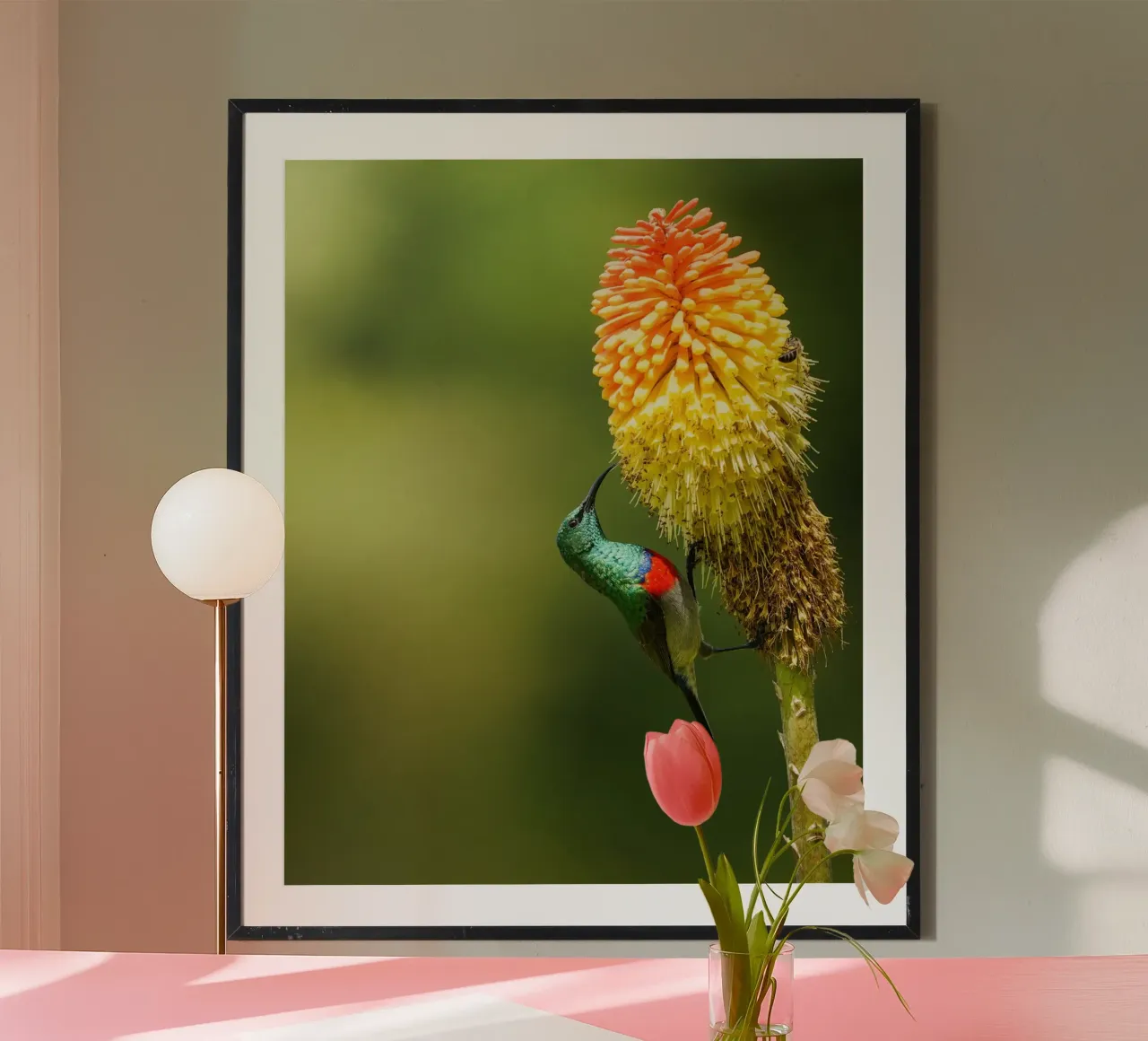 Uccello del sole poster da Tom's Wildlife