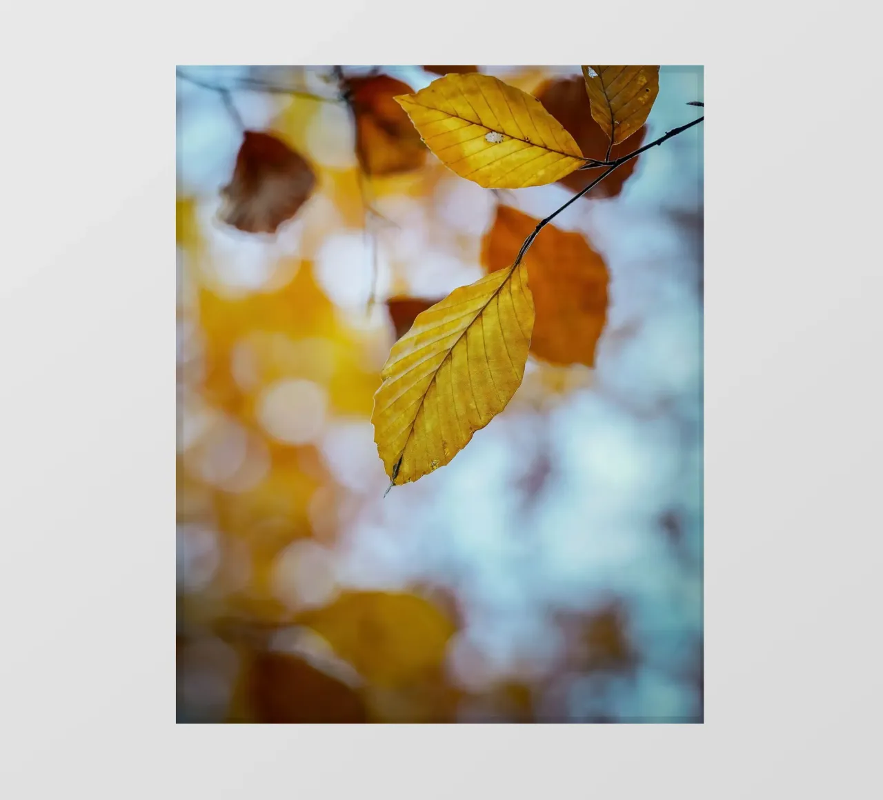 Foglie d'autunno pellicola backlit da Tom's Wildlife