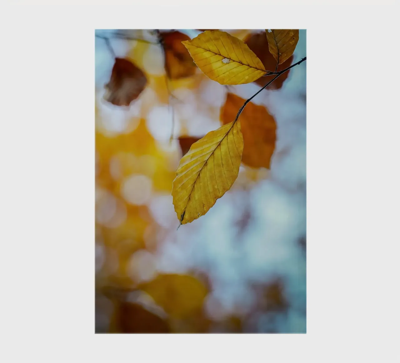 Autumn leaves notebook by Tom's Wildlife