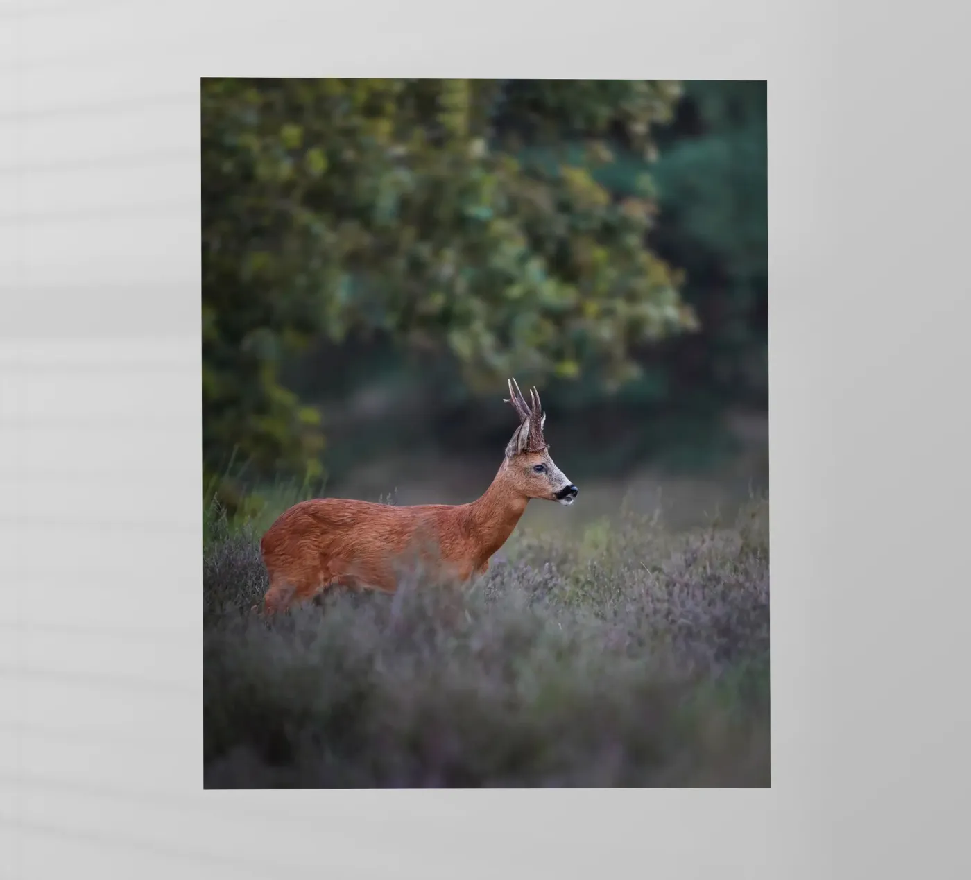 Capriolo pellicola backlit da Tom's Wildlife
