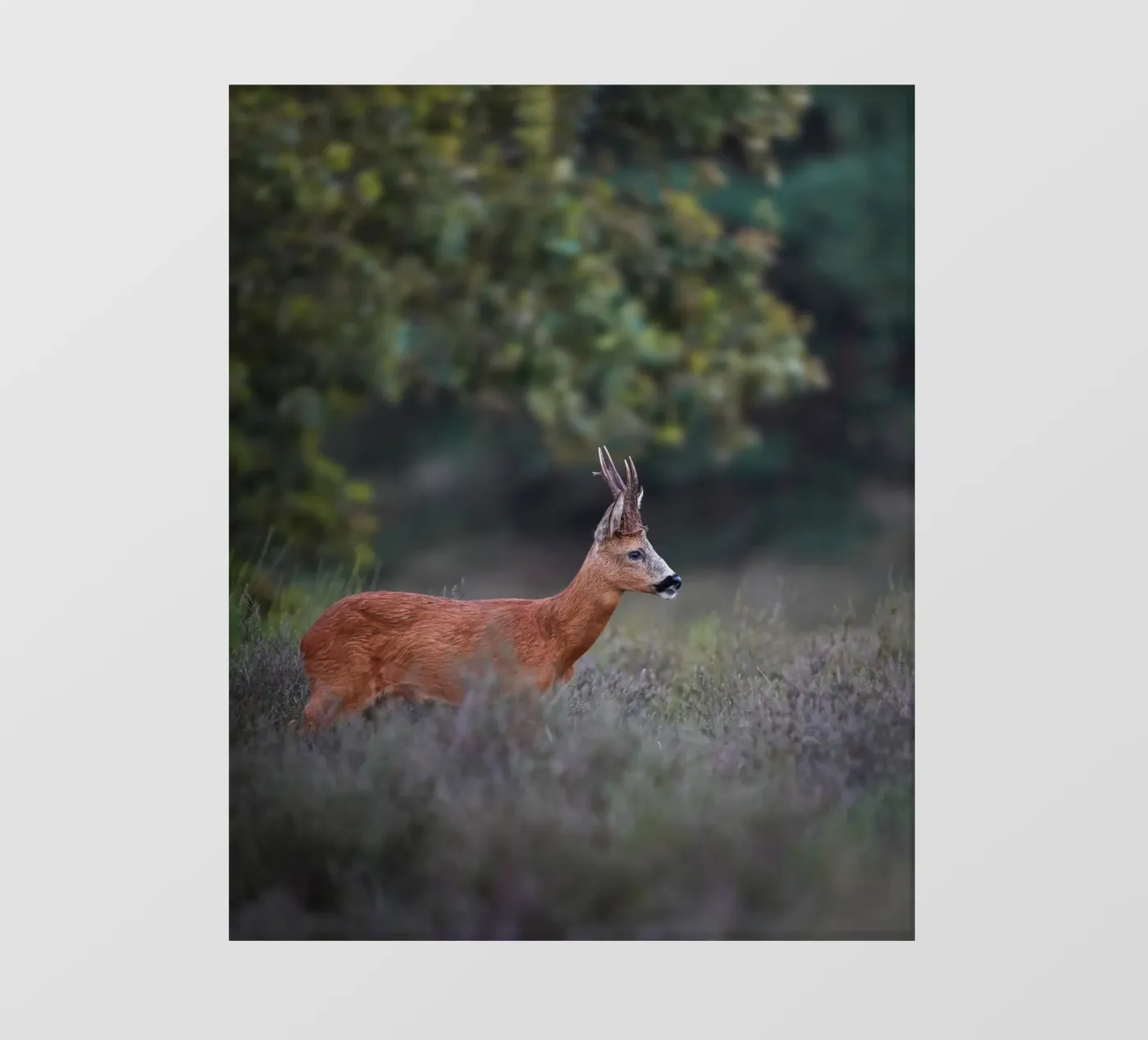 Capriolo pellicola backlit da Tom's Wildlife