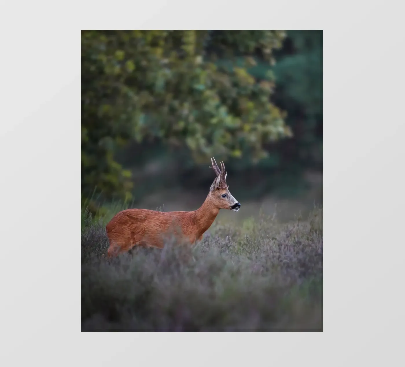 Capriolo pellicola backlit da Tom's Wildlife