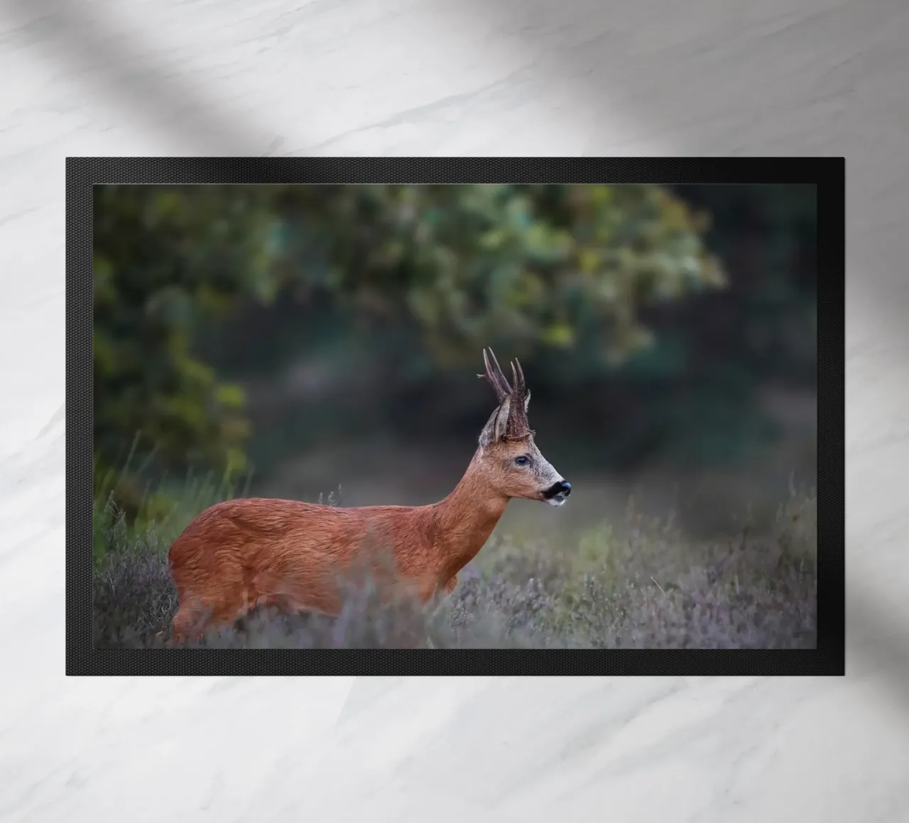 Capriolo zerbino da Tom's Wildlife