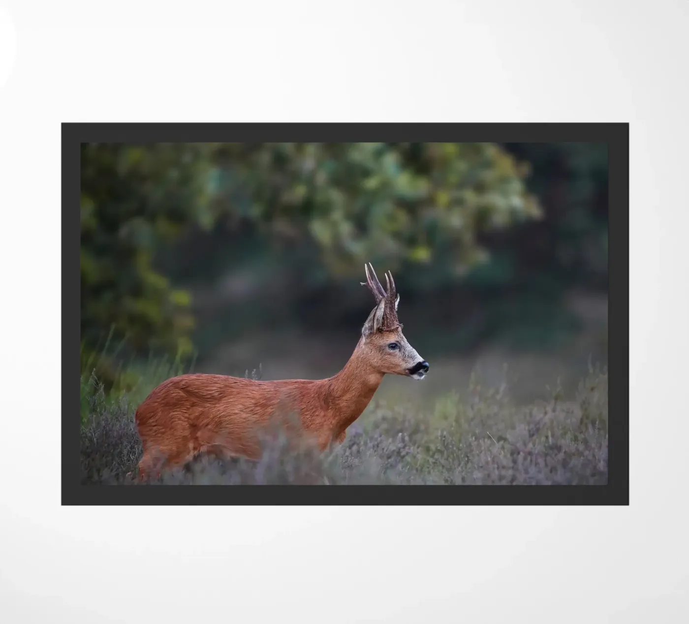 Roe Deer doormat by Tom's Wildlife