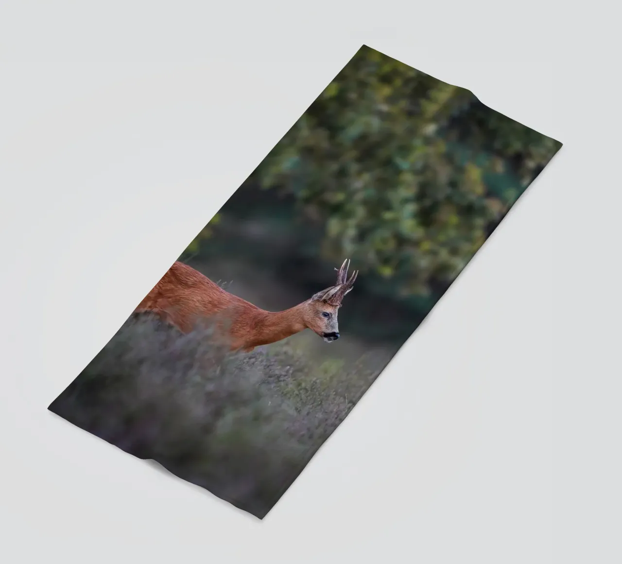 Capriolo telo mare da Tom's Wildlife