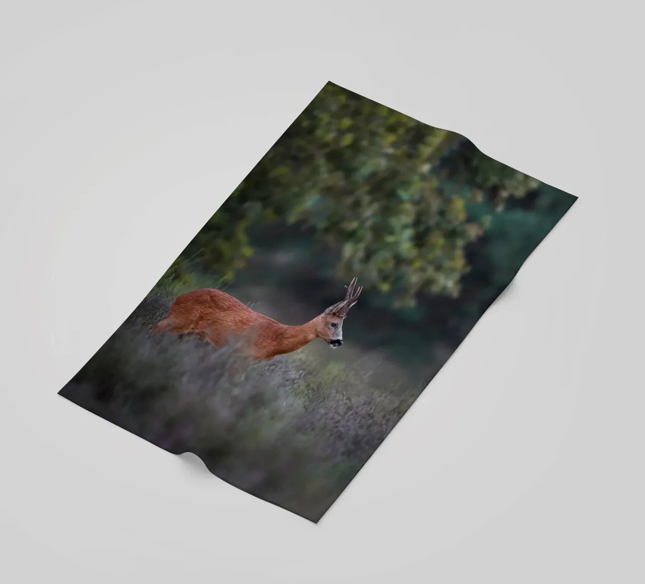 Capriolo telo mare da Tom's Wildlife