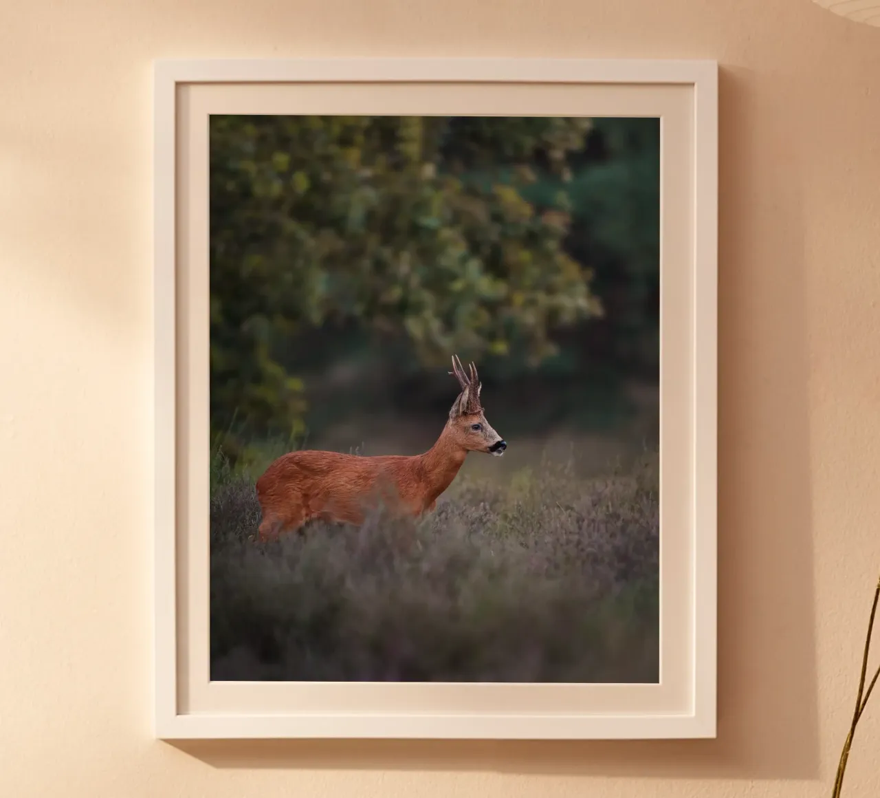 Capriolo poster da Tom's Wildlife