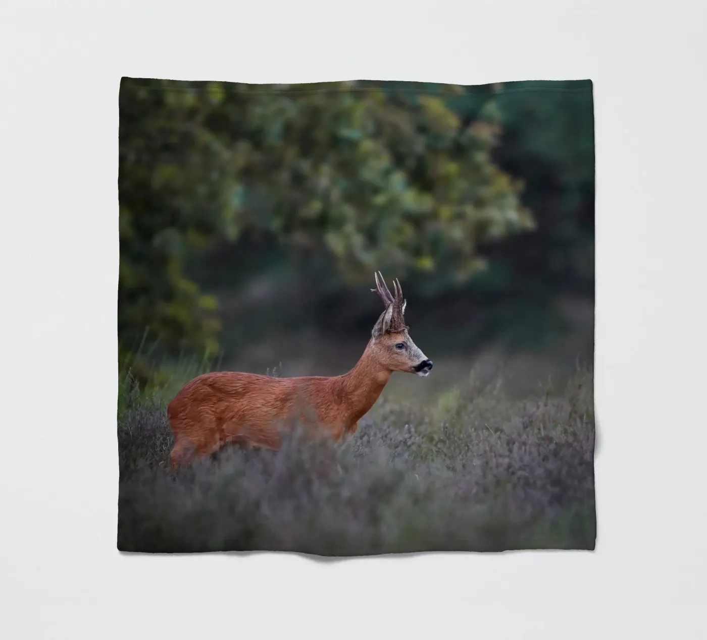 Roe Deer coperta in pile da Tom's Wildlife