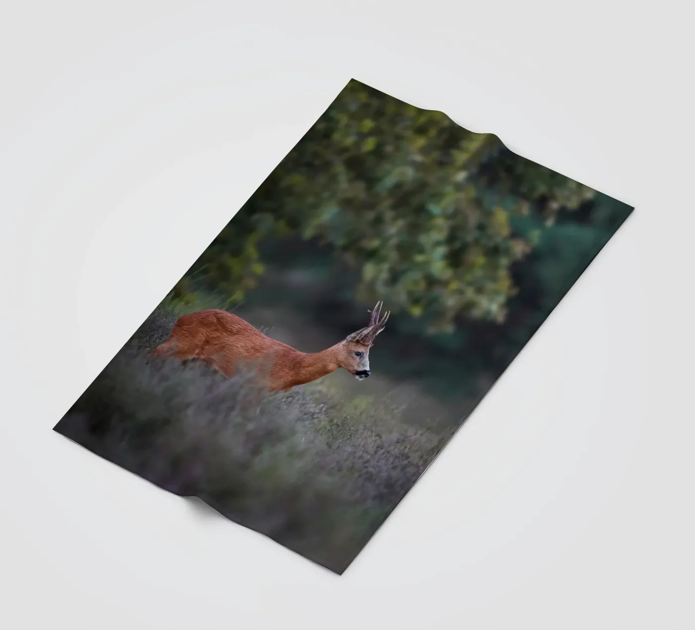 Roe Deer coperta in pile da Tom's Wildlife