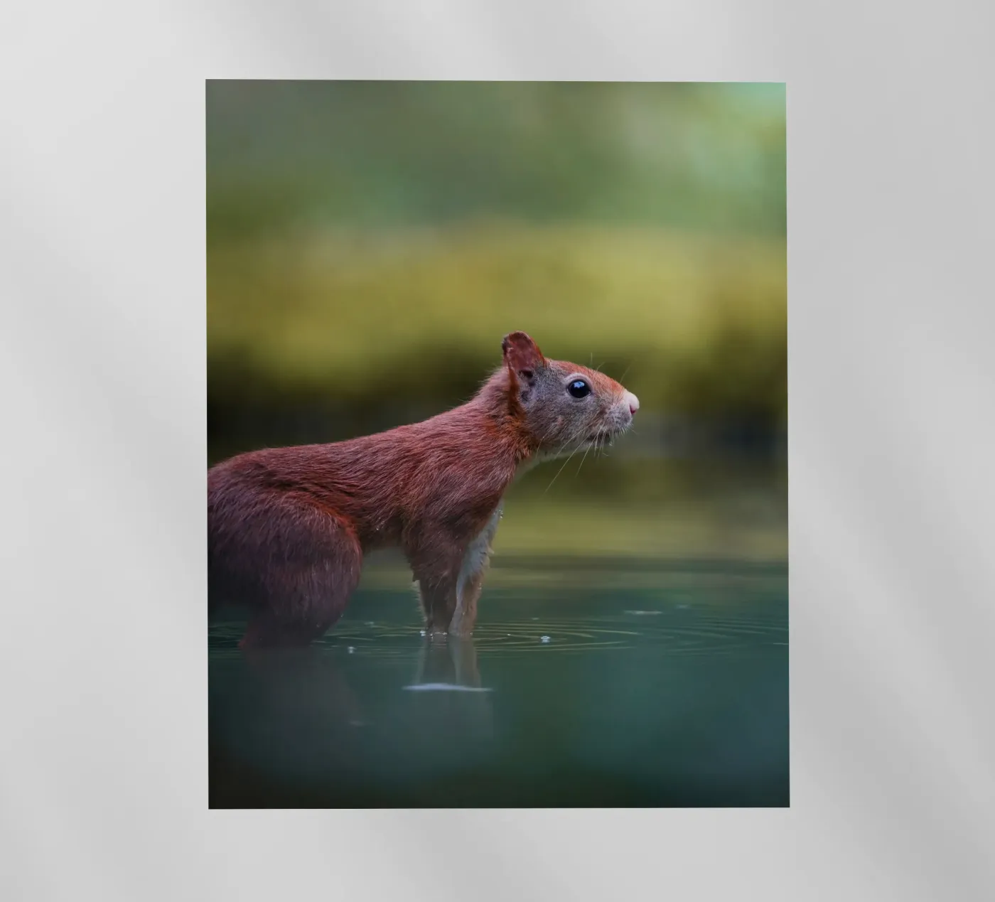 Scoiattolo pellicola backlit da Tom's Wildlife