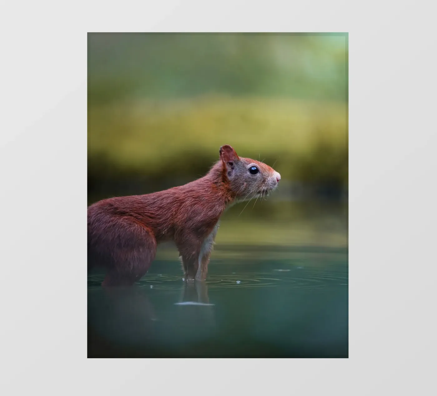 Scoiattolo pellicola backlit da Tom's Wildlife