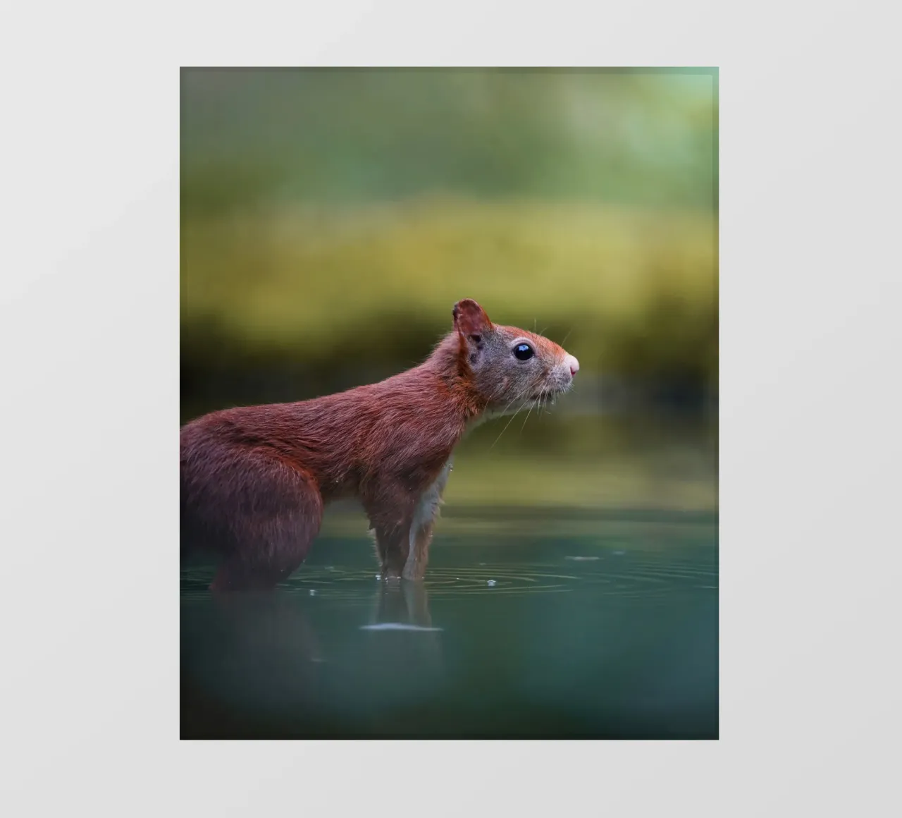 Scoiattolo pellicola backlit da Tom's Wildlife