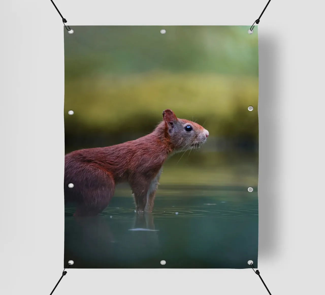 Scoiattolo telo in pvc da Tom's Wildlife