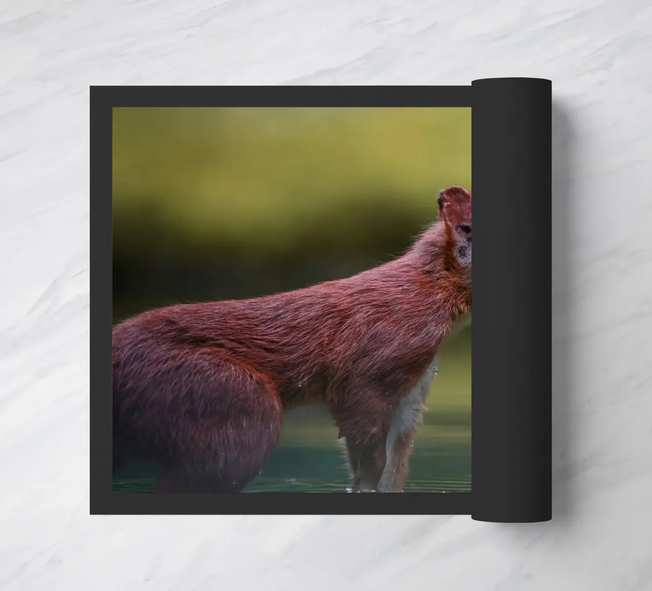 Scoiattolo zerbino da Tom's Wildlife
