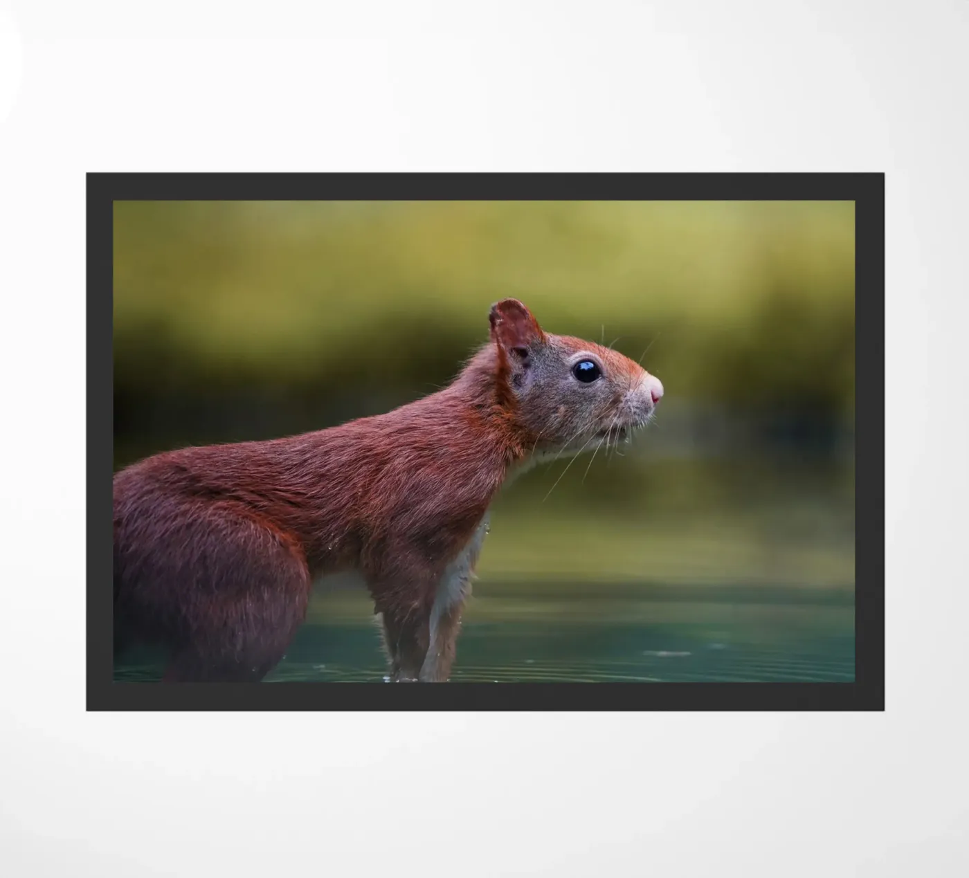 Squirrel zerbino da Tom's Wildlife