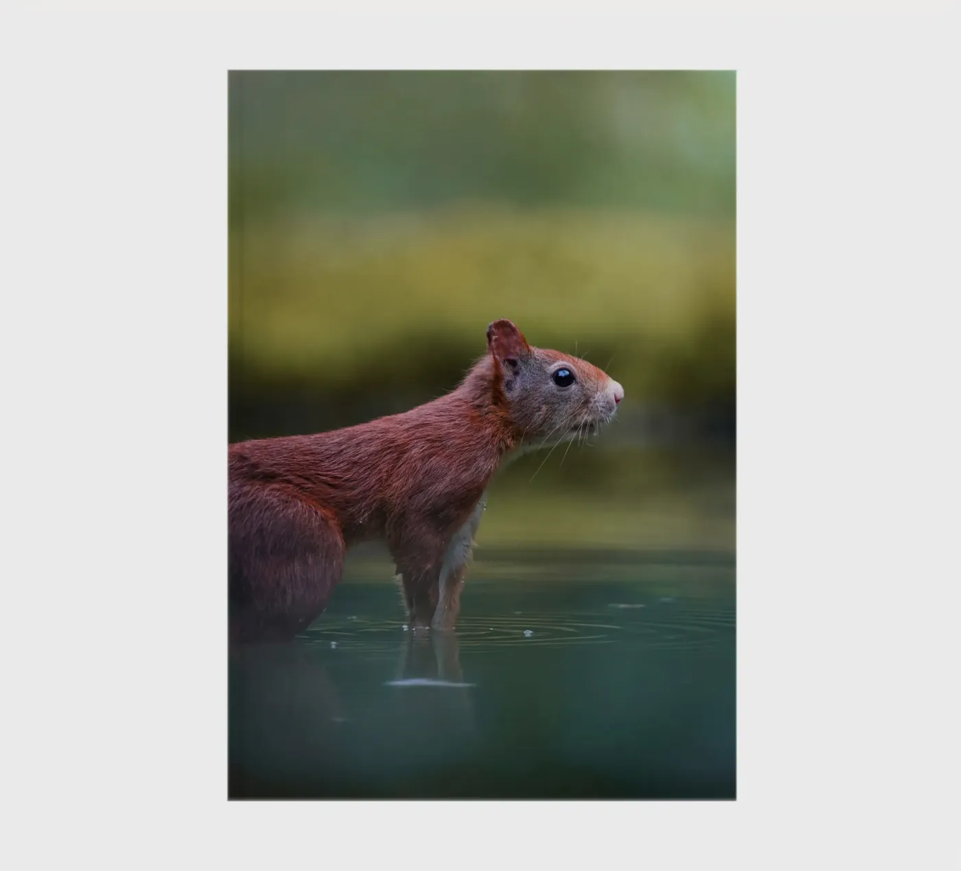 Squirrel notebook by Tom's Wildlife