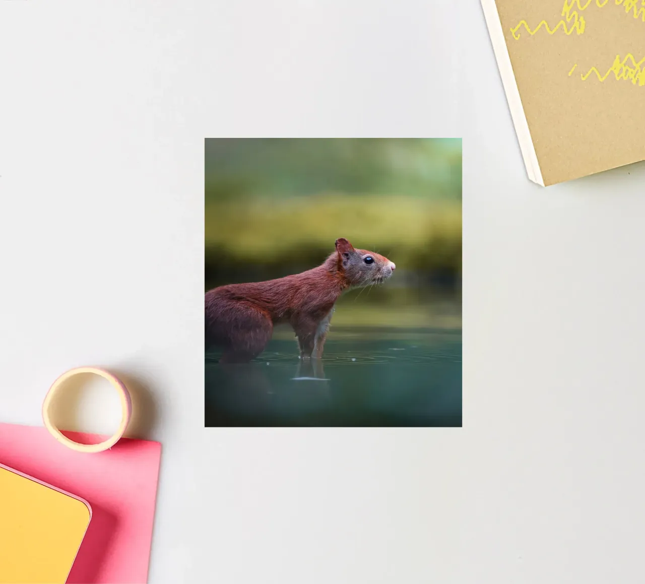 Squirrel sticker by Tom's Wildlife