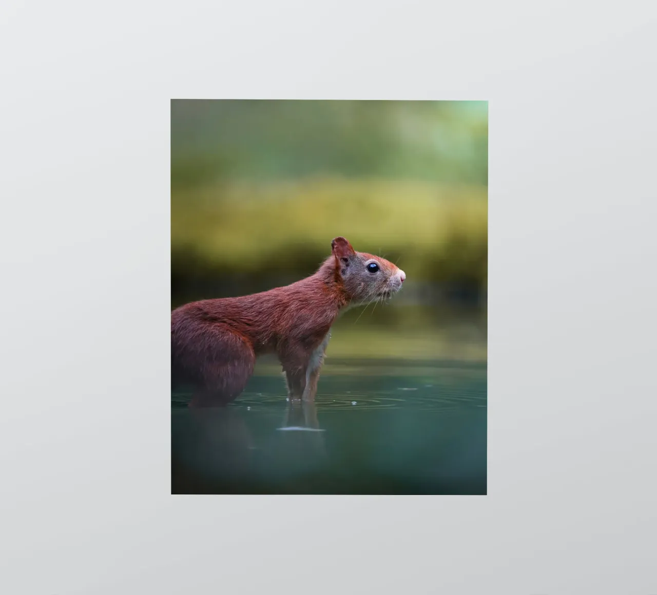 Squirrel sticker by Tom's Wildlife