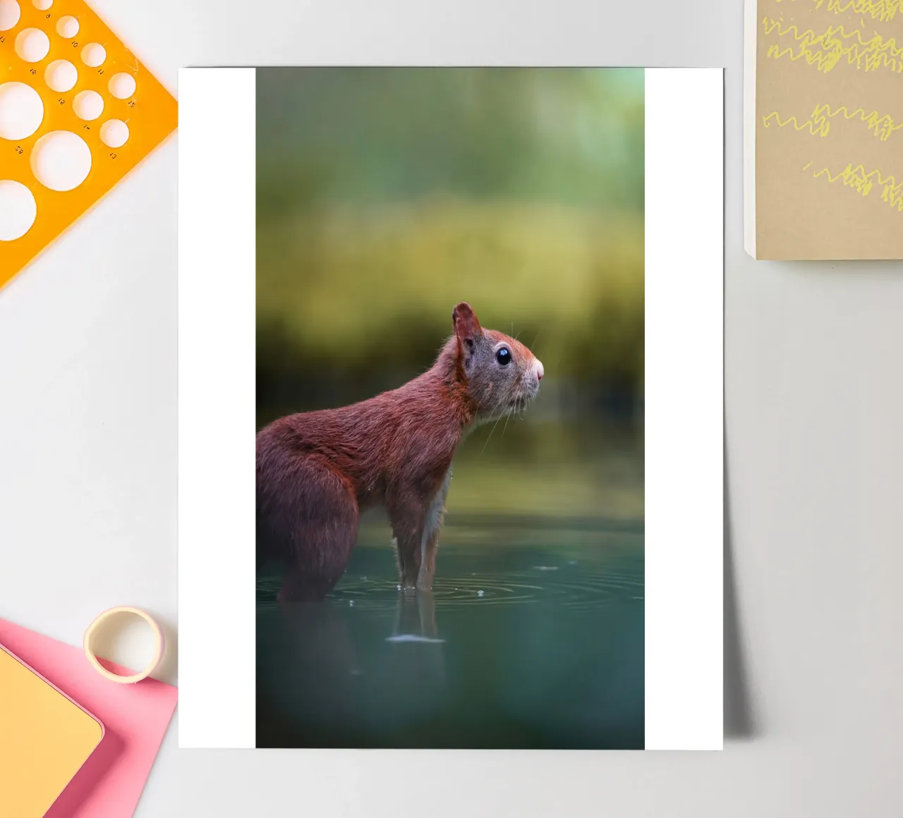 Squirrel sticker sheet by Tom's Wildlife