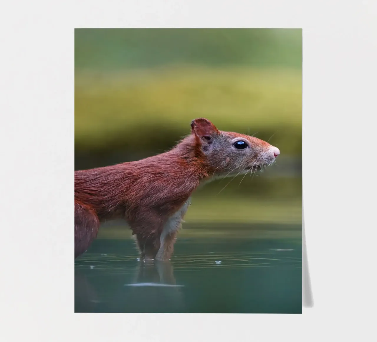 Squirrel sticker sheet by Tom's Wildlife