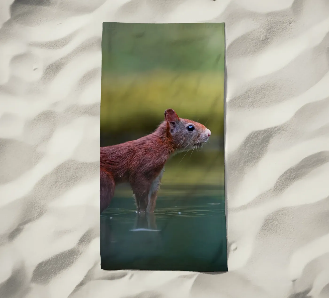 Squirrel beach towel by Tom's Wildlife