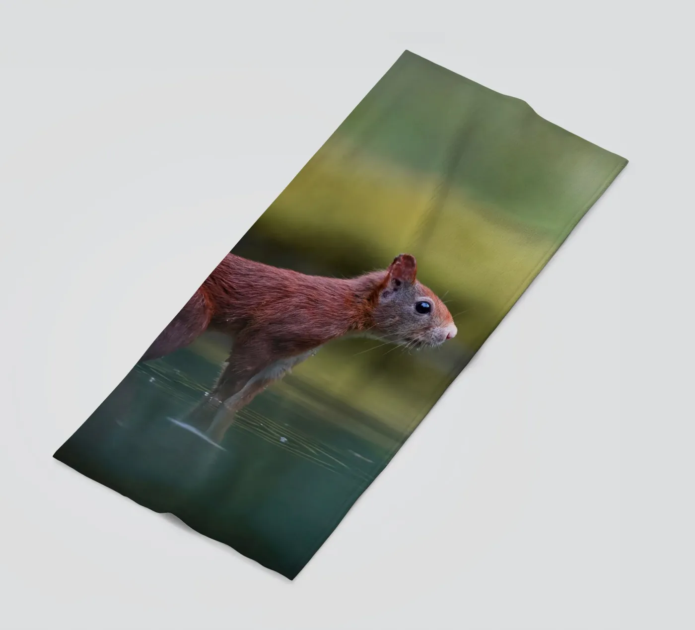 Squirrel beach towel by Tom's Wildlife