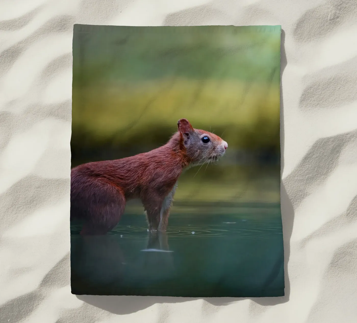 Squirrel beach towel by Tom's Wildlife