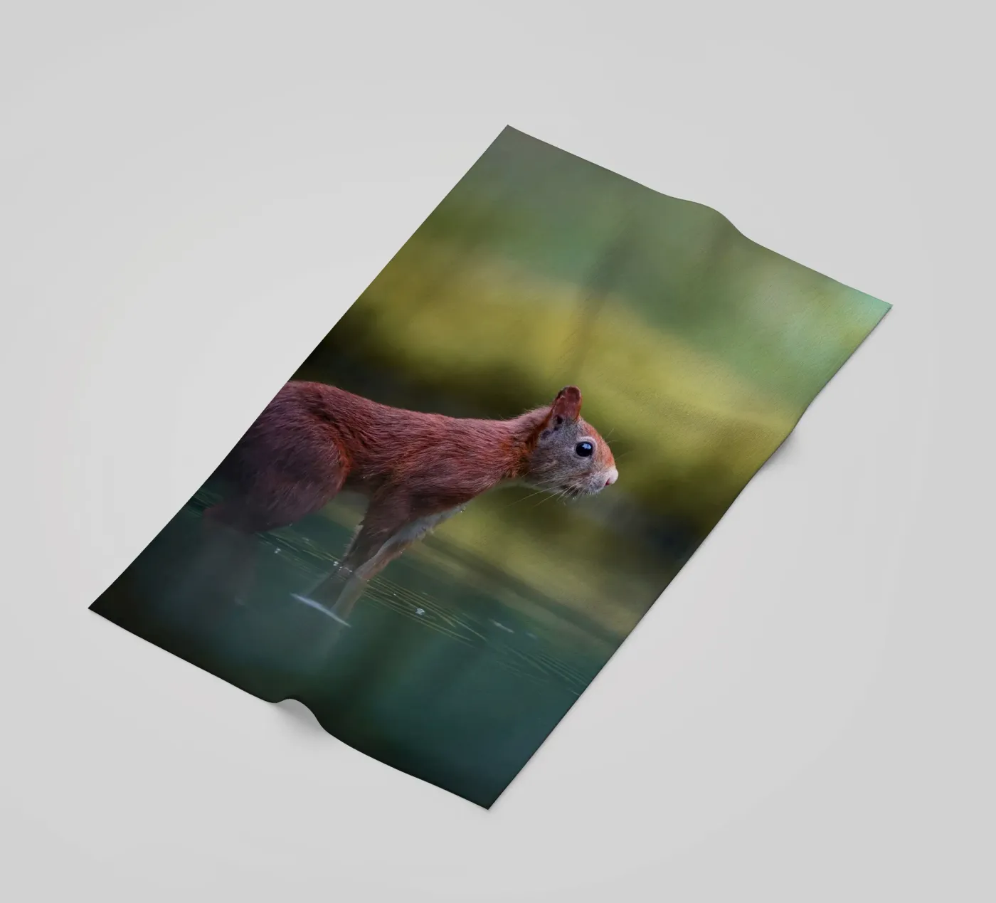 Squirrel beach towel by Tom's Wildlife