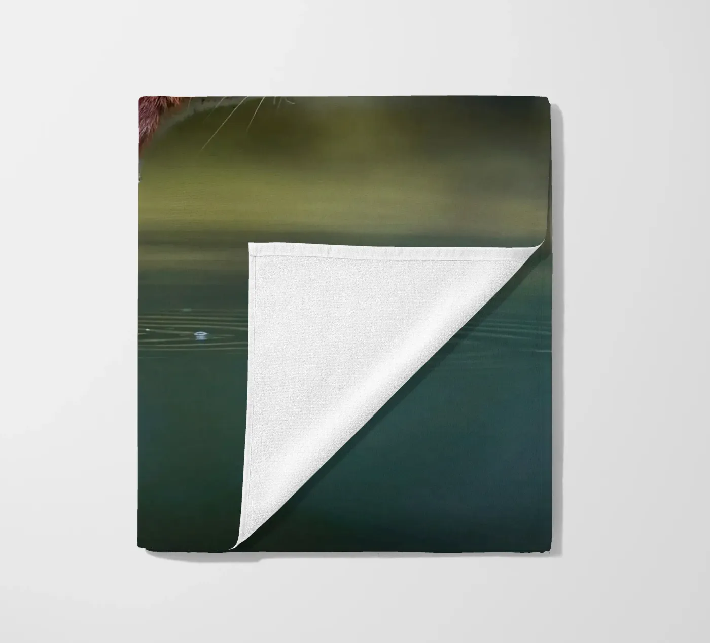 Squirrel beach towel by Tom's Wildlife