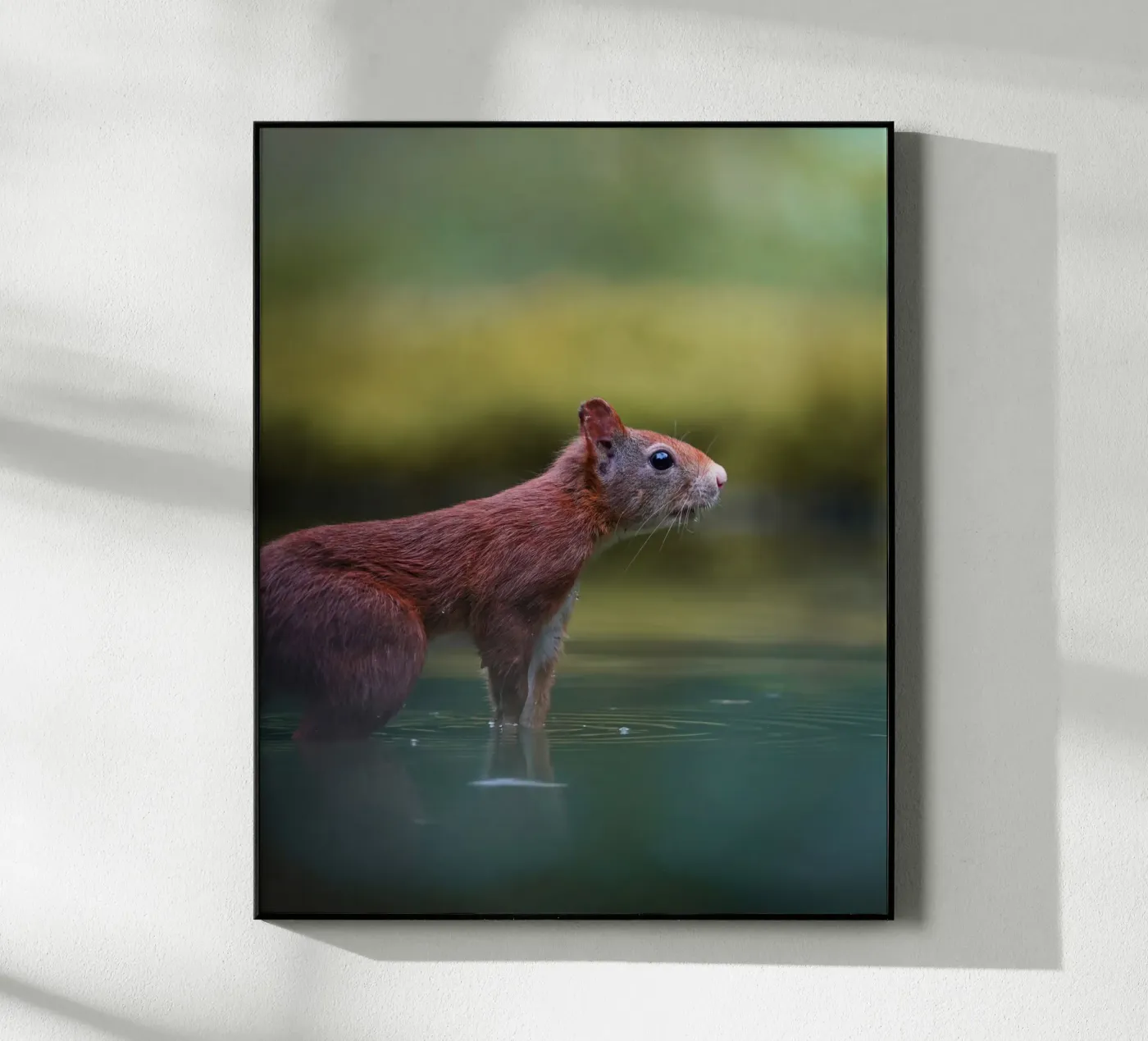 Scoiattolo plexiglass da Tom's Wildlife