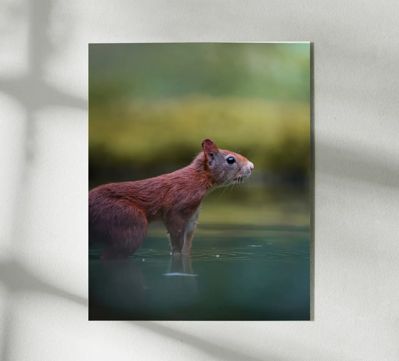 Scoiattolo plexiglass da Tom's Wildlife