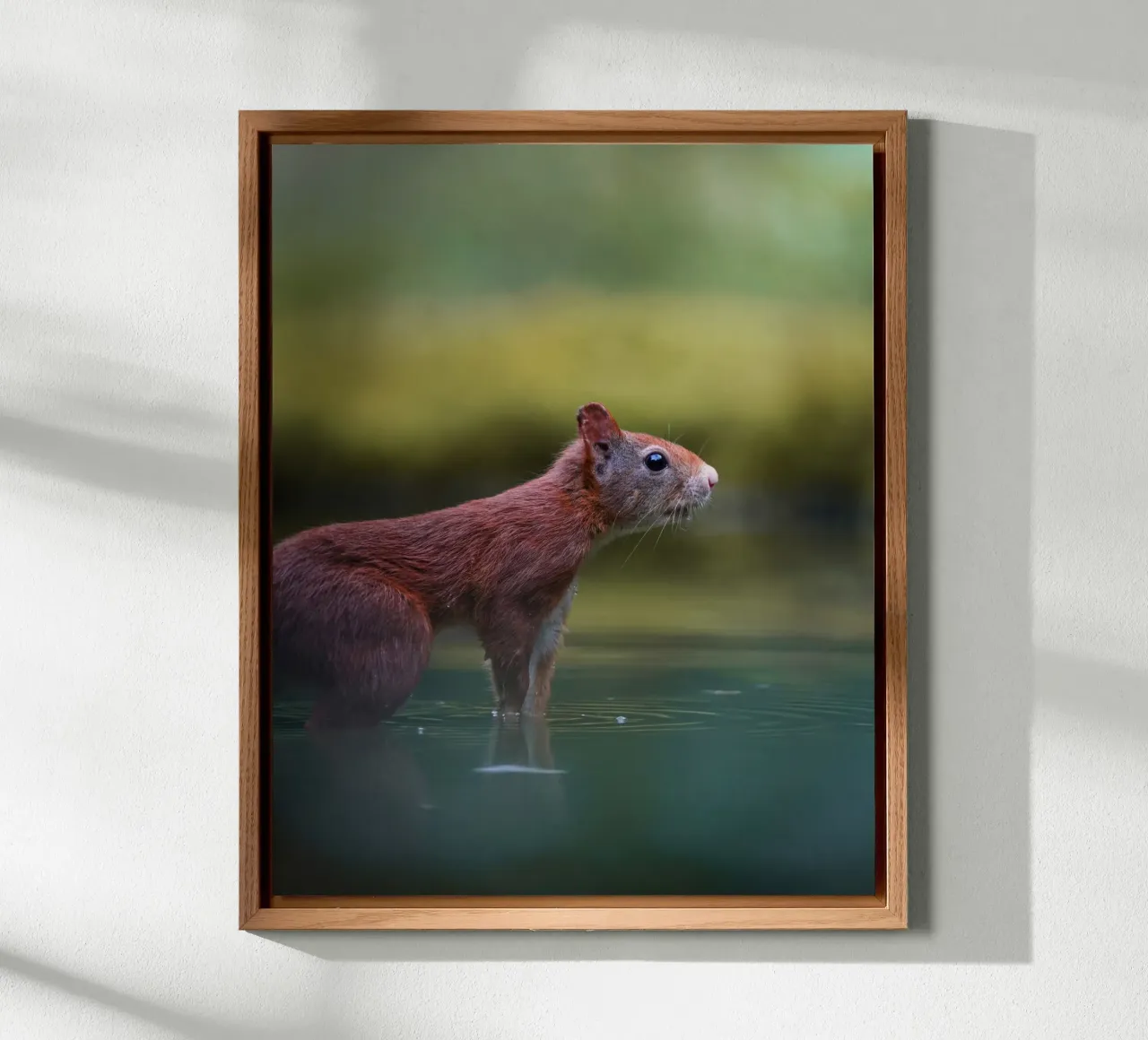 Squirrel forex plate by Tom's Wildlife