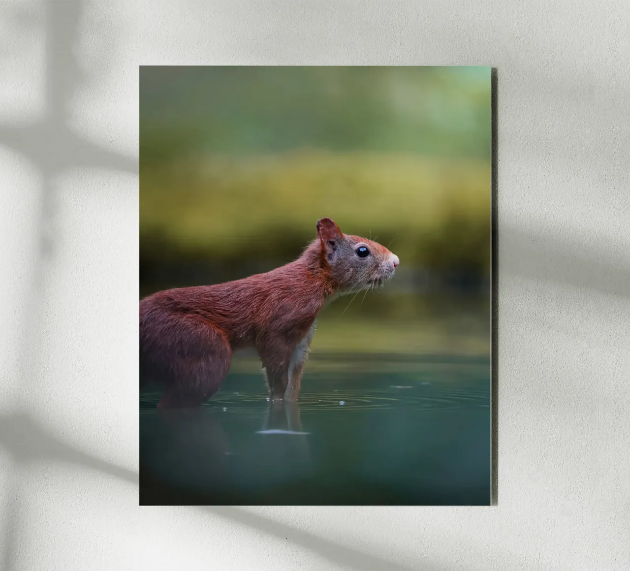 Squirrel forex plate by Tom's Wildlife