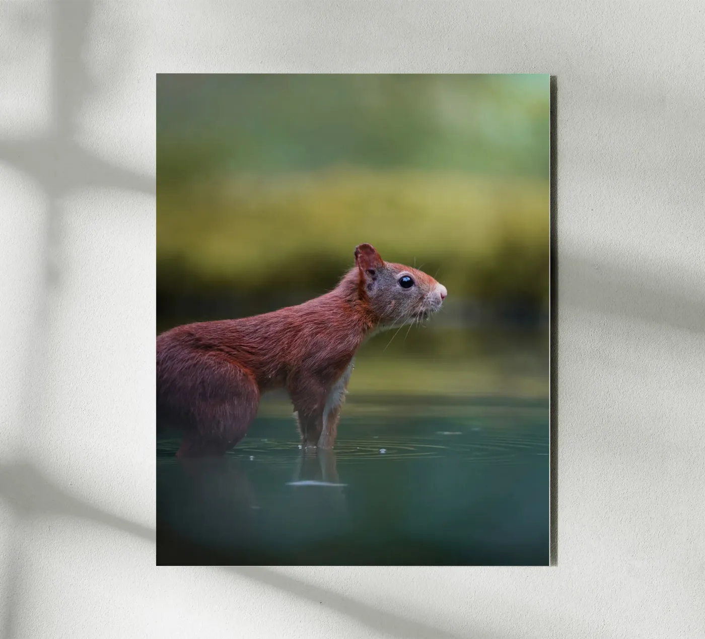 Scoiattolo pannello forex da Tom's Wildlife