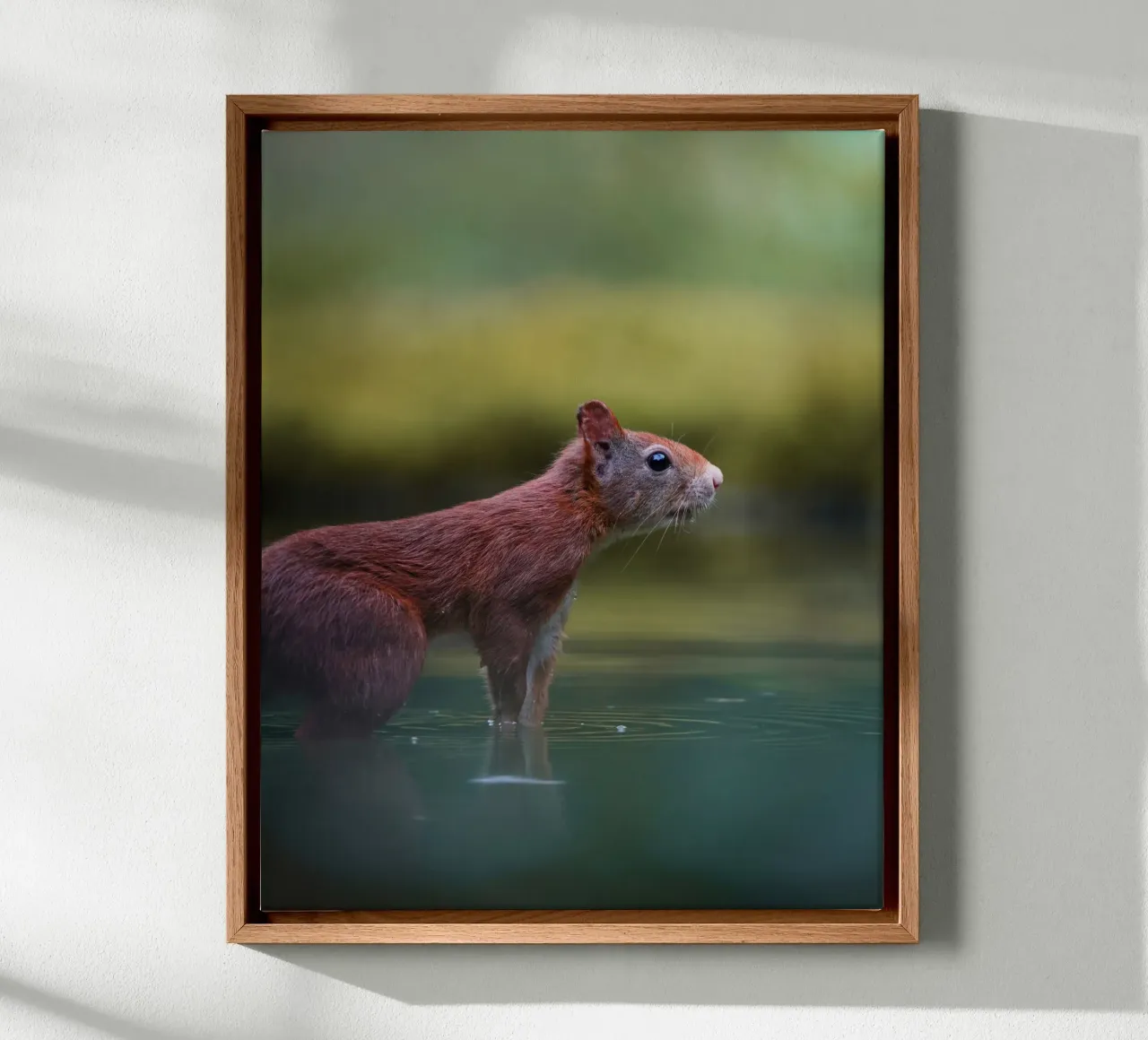 Squirrel canvas by Tom's Wildlife