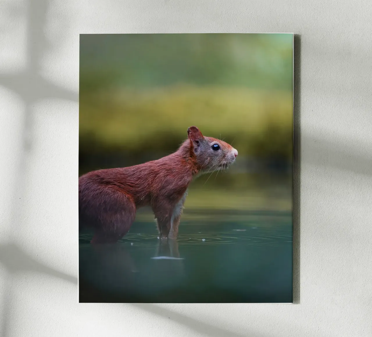 Squirrel canvas by Tom's Wildlife