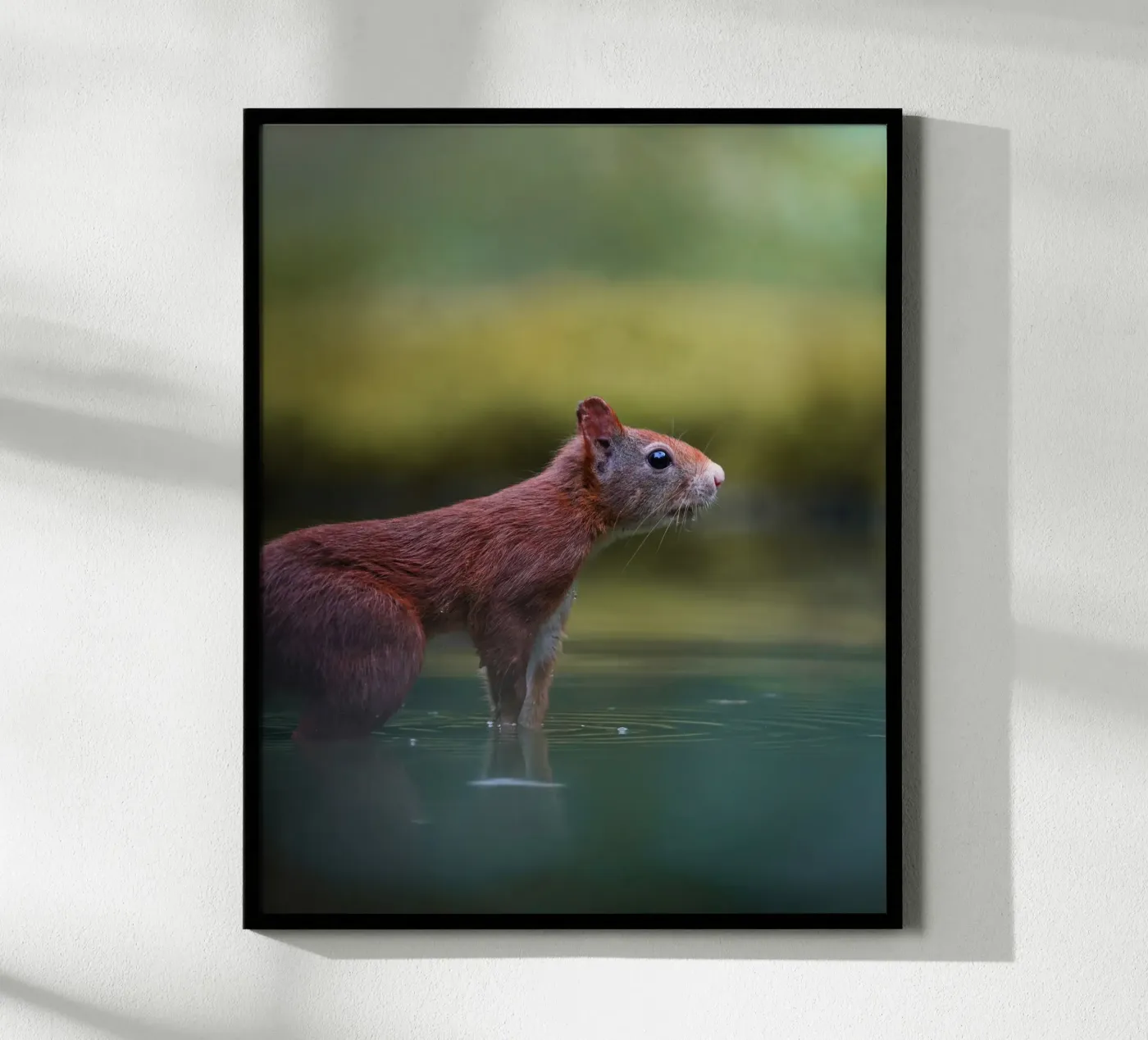 Scoiattolo poster da Tom's Wildlife