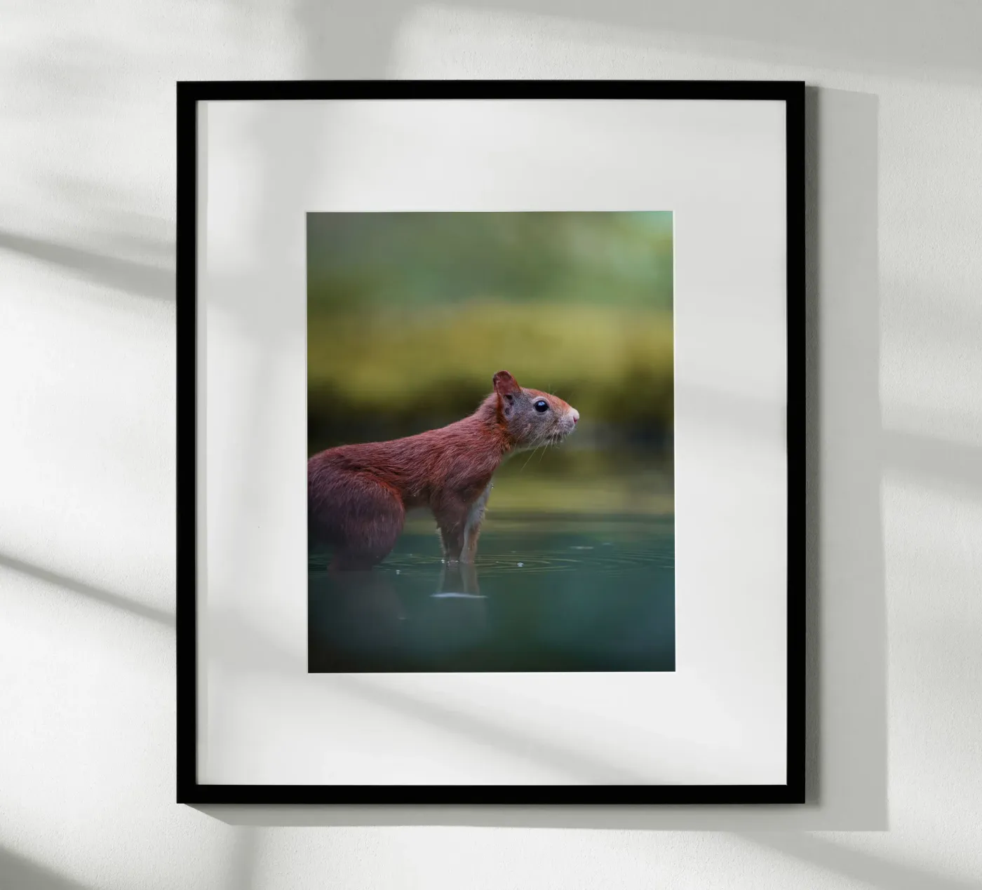 Scoiattolo poster da Tom's Wildlife