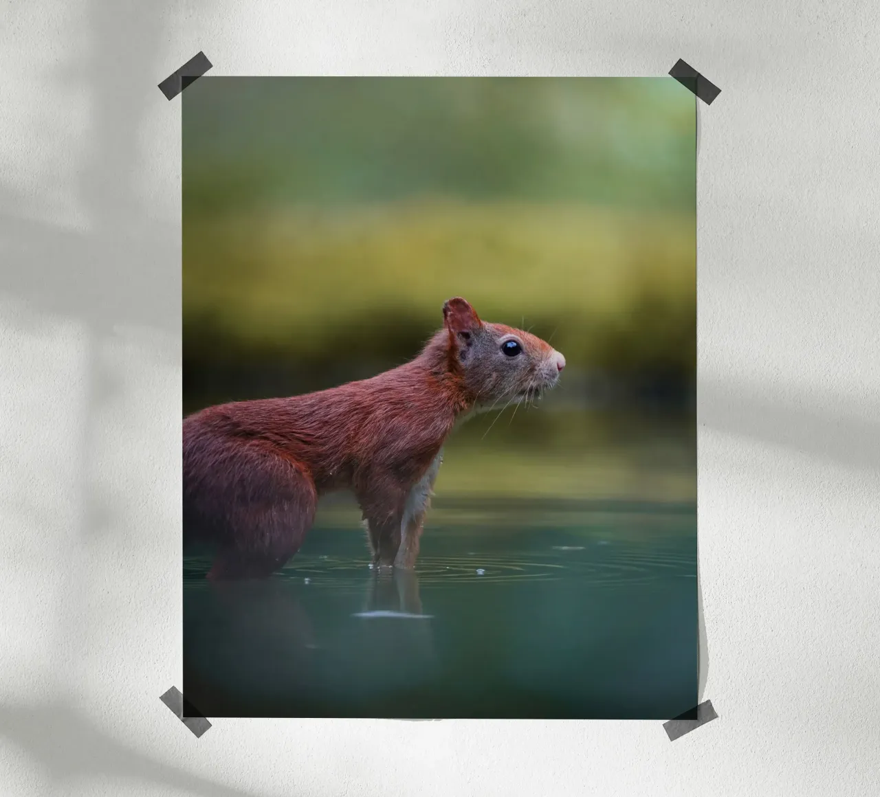 Squirrel poster by Tom's Wildlife