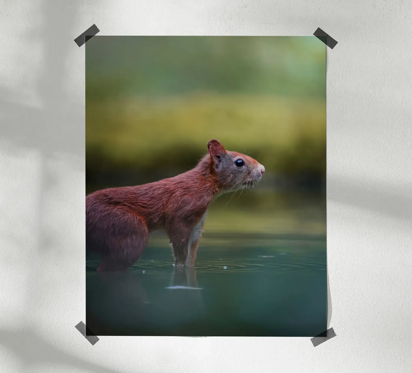 Scoiattolo poster da Tom's Wildlife