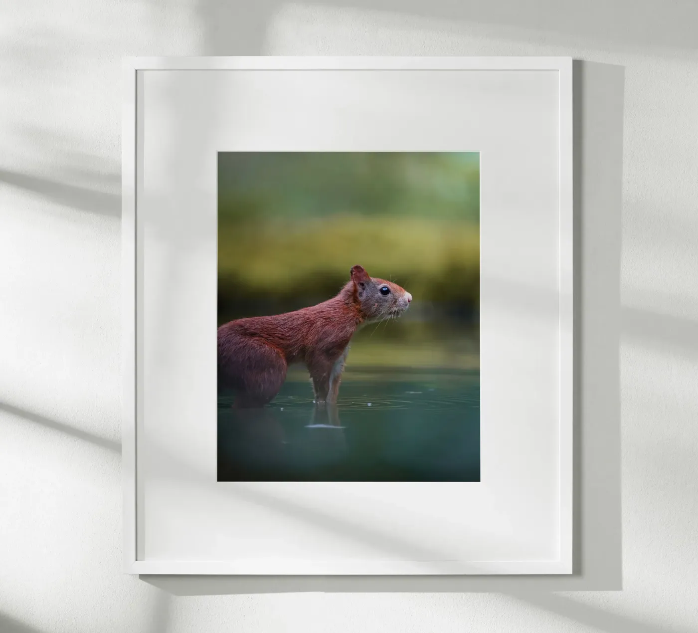 Scoiattolo poster da Tom's Wildlife