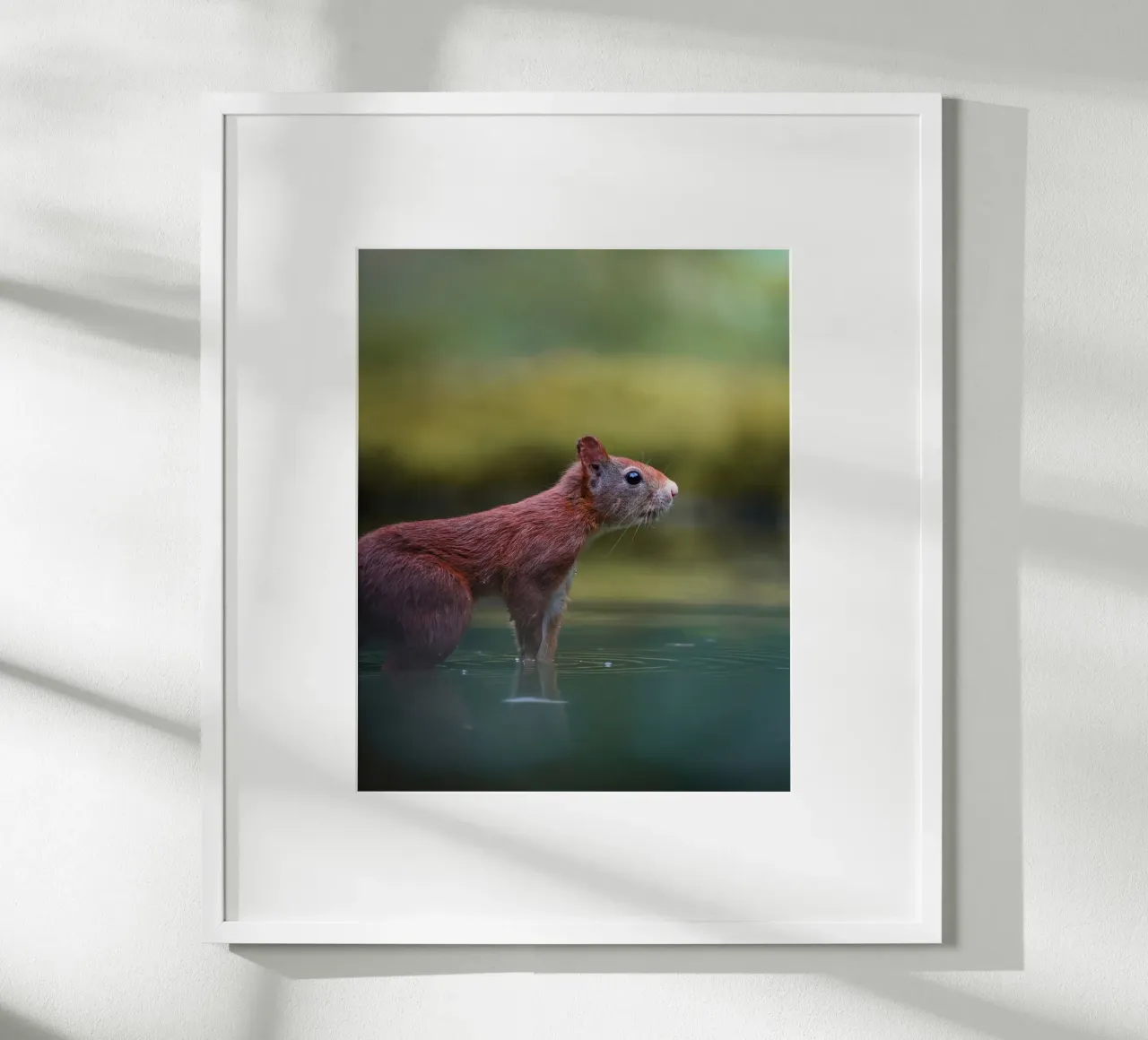 Squirrel poster by Tom's Wildlife