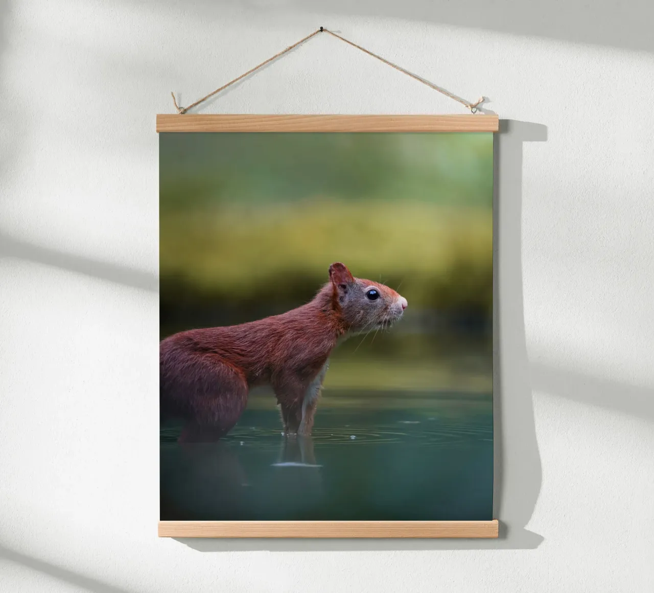 Squirrel poster by Tom's Wildlife