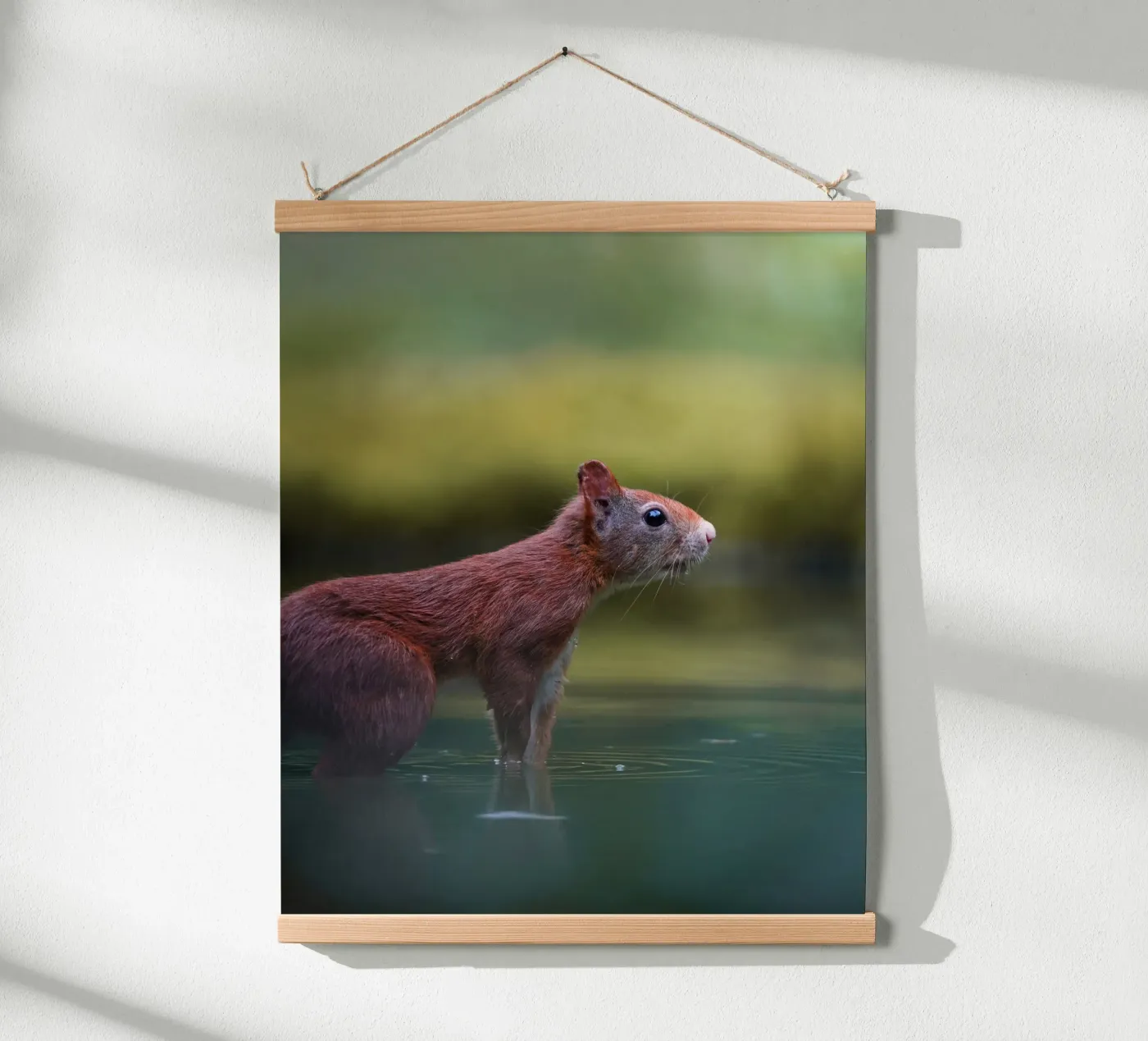 Scoiattolo poster da Tom's Wildlife