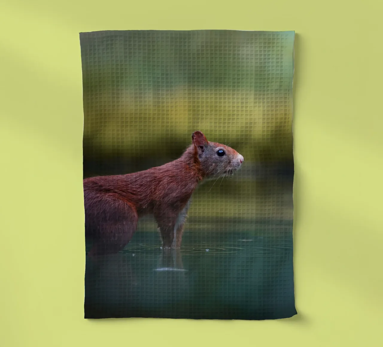 Écureuil torchon de Tom's Wildlife