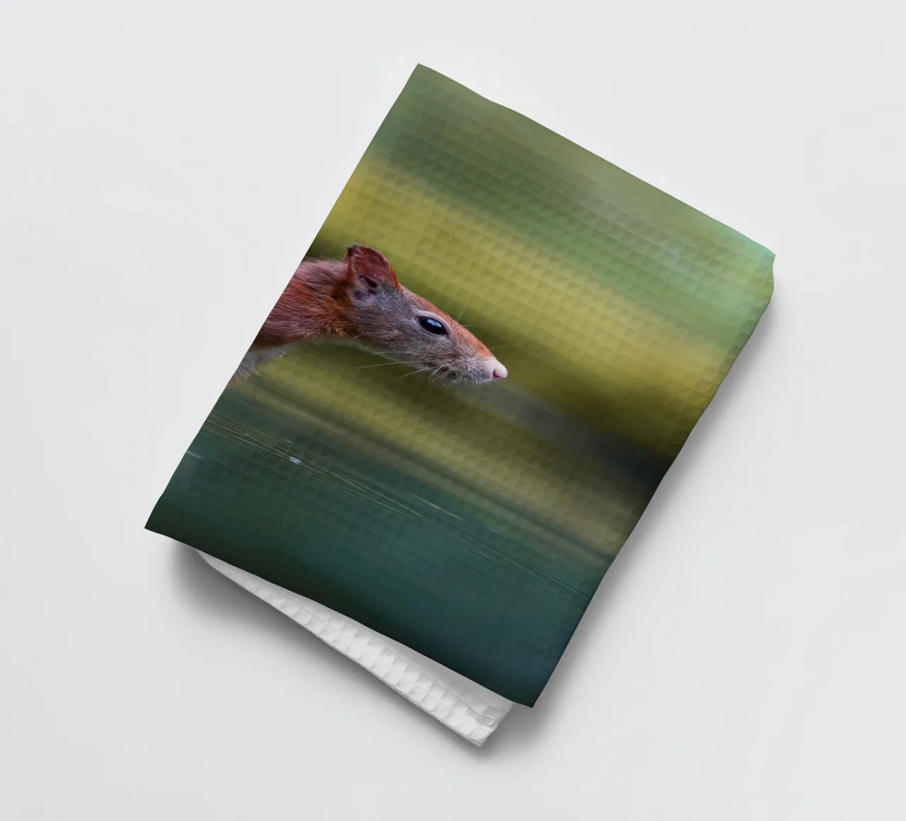 Écureuil torchon de Tom's Wildlife