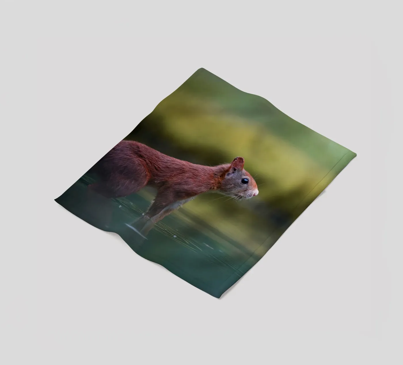 Squirrel fleece blanket by Tom's Wildlife