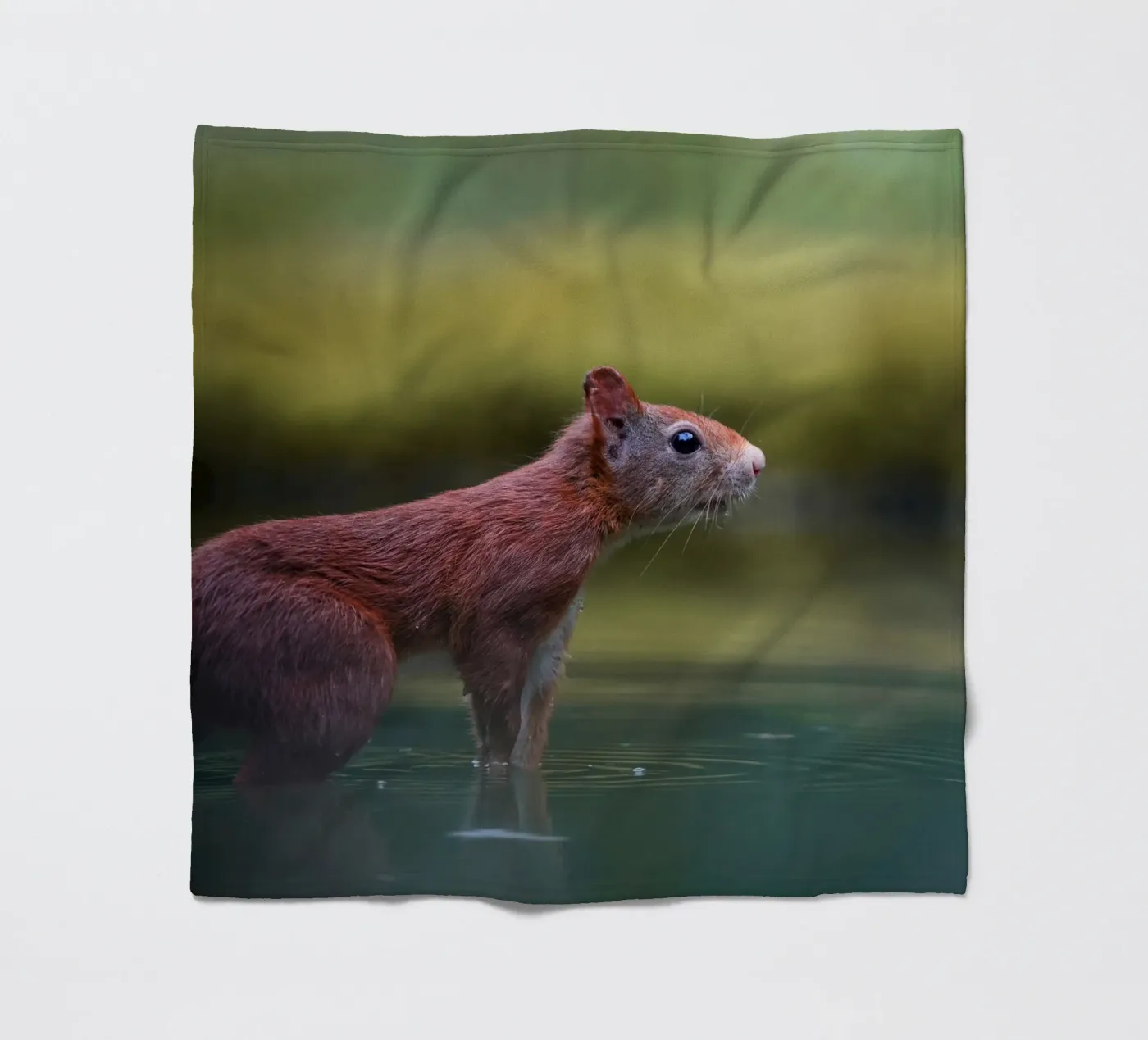 Squirrel fleece blanket by Tom's Wildlife