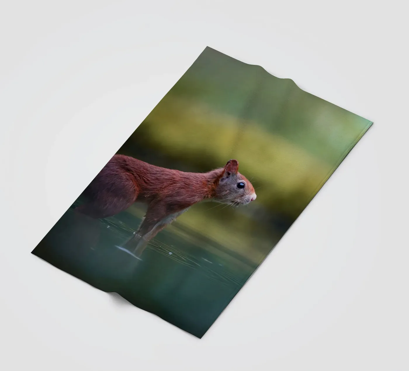 Squirrel fleece blanket by Tom's Wildlife